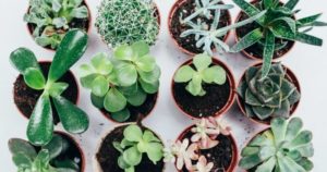 Ideal Succulents For Indoors