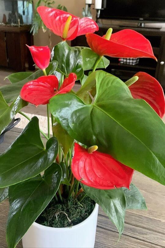 Top 10 Indoor Flowering Plants for Add Colors In Your Interiors