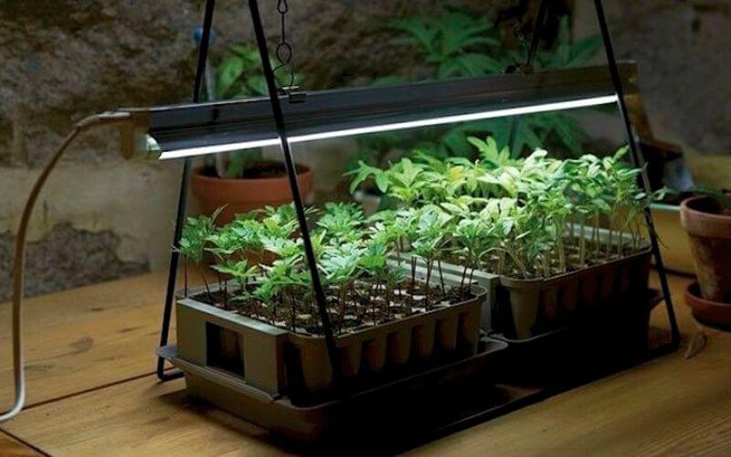 grow light for kitchen herbs