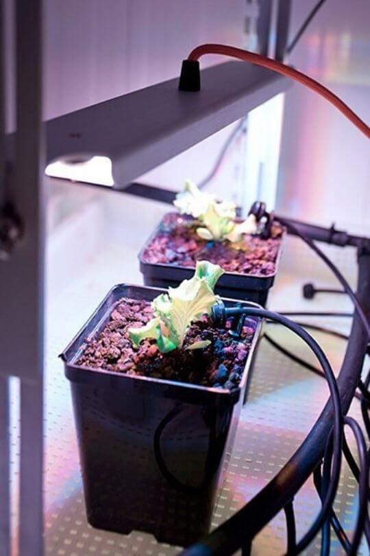 Can plants grow in artificial light Idea