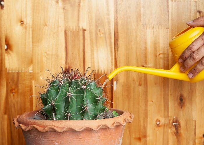 How Often Should You Water A Cactus Plant Gardening Chores