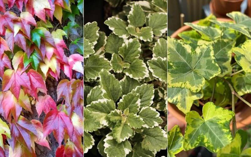 15+ Types Of Ivy Plants - SuetVaseem