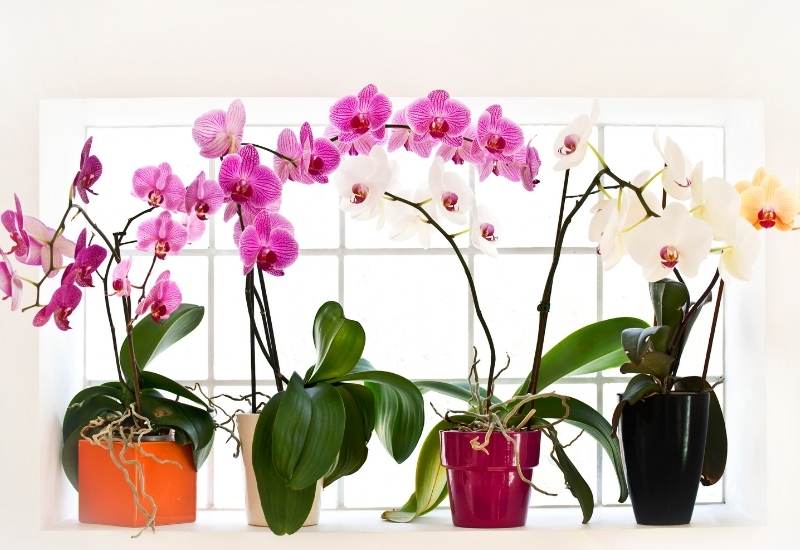22 Types Of Orchids (With Pictures) & How To Care For Them