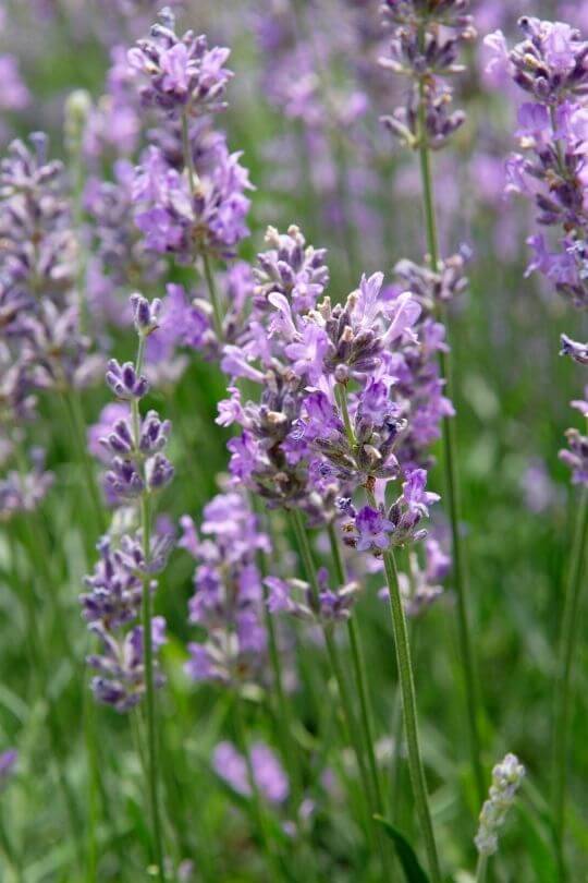 20 Different Types Of Lavender (With Pictures) & How To Grow Them
