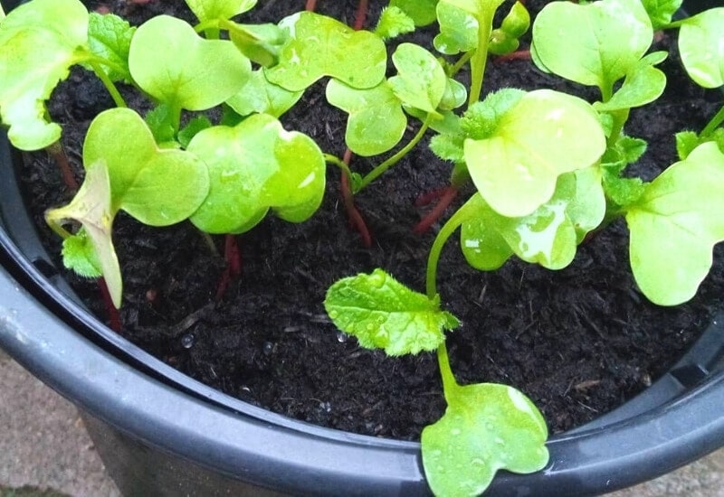 Growing Radishes in Pots: Getting Started