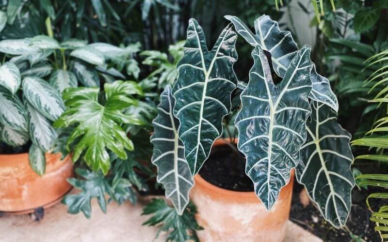 African Mask (Alocasia): Types, Care, & Growing Tips