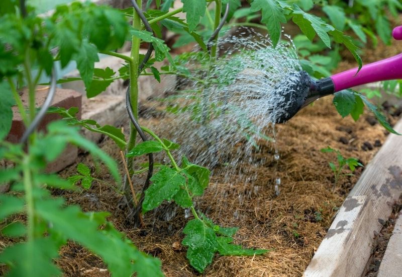 When, How & To Water You Tomato Plants?