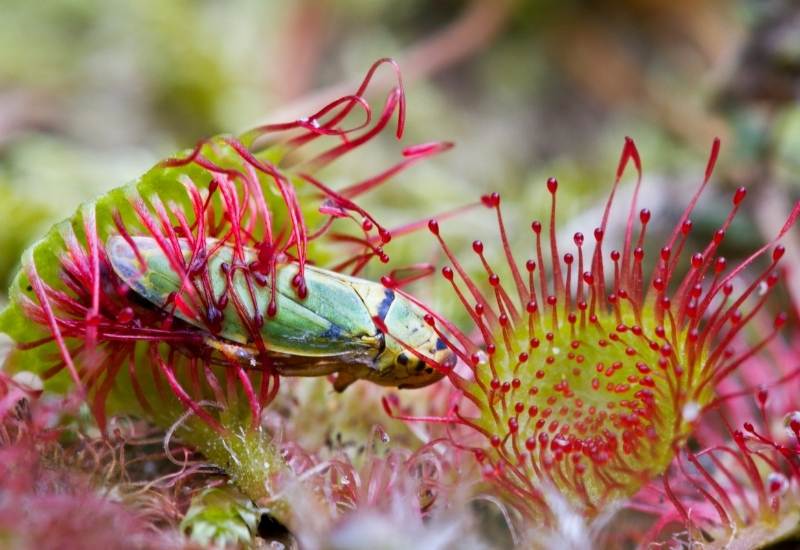 sundew eating insects