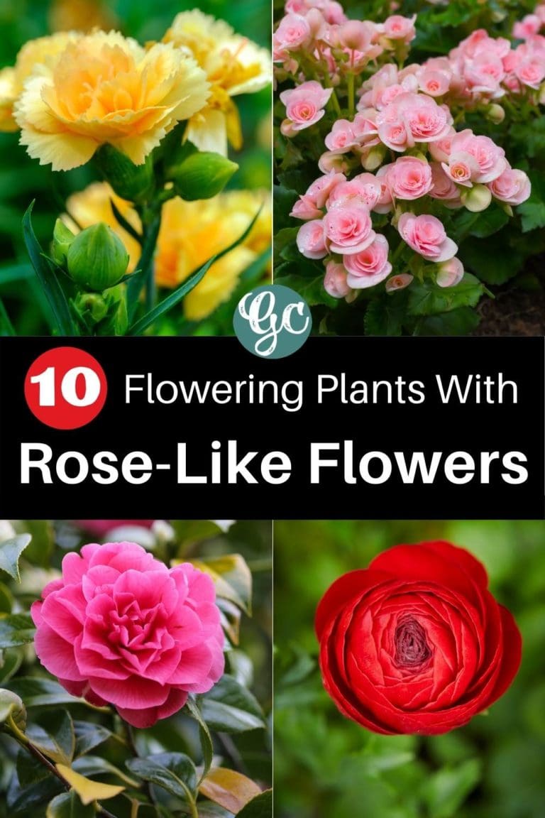 10 Different Flowers That Almost Look Like Roses - Gardening Chores