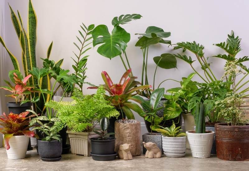 15 Gorgeous That Thrive Indoors - Gardening Chores