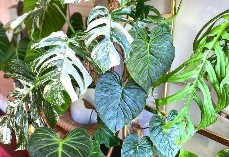 20 Types Of Philodendrons To Add Houseplant Collection