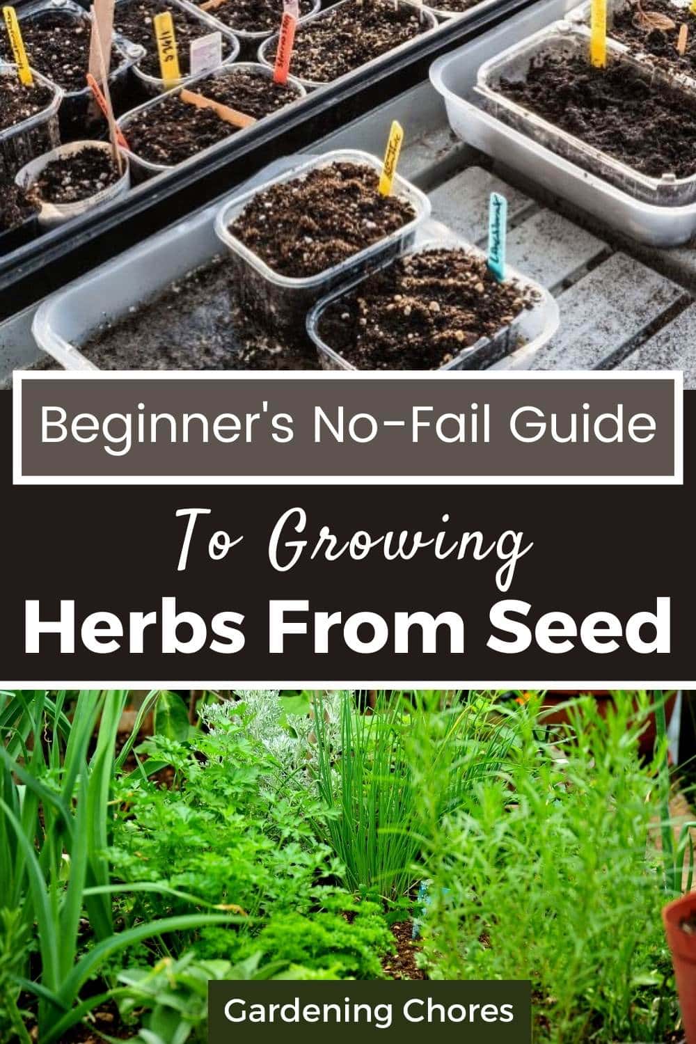 The Beginner S No Fail Guide To Growing Herbs From Seed