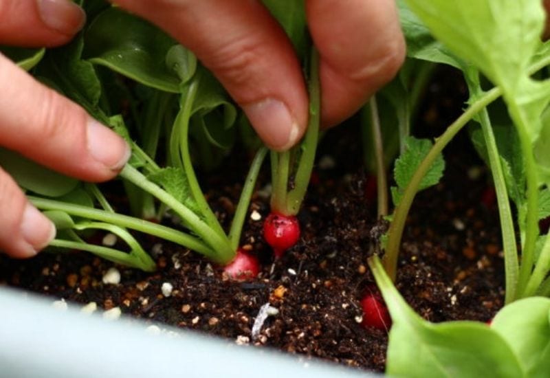 How To Plant And Grow Radishes In Containers & Pots 2