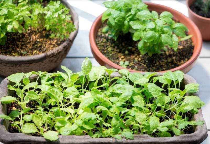 The Beginner's No-Fail Guide To Growing Herbs From