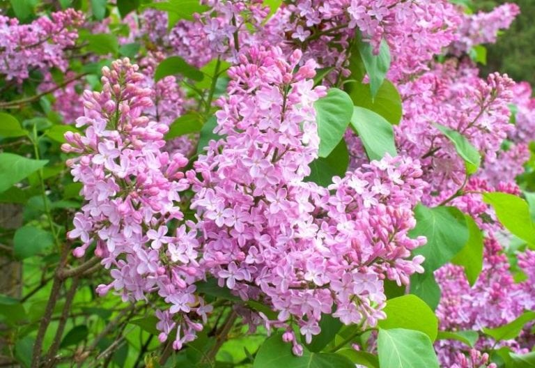 20 Stunning Lilac Varieties To Fill Your Garden With Fragrance & Color