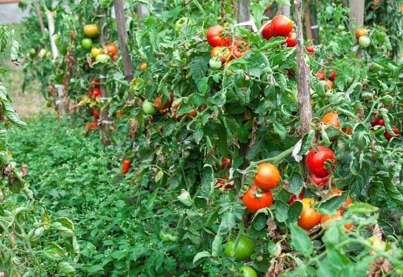 12 Tips Make Your Tomato Grow Faster - Gardening Chores