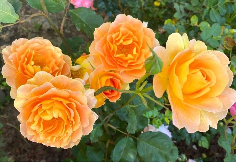 18 Most Fragrant Roses That Smell As Good As They Look - Gardening Chores