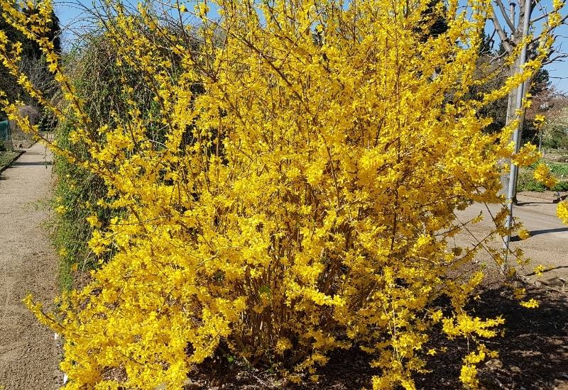 15 Fast Growing Shrubs for Privacy Screening in Your Backyard