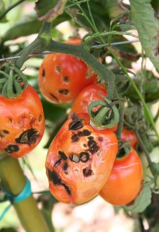 Tomato Fruitworms: How To Identify, Control, & Get Rid These Garden Pests
