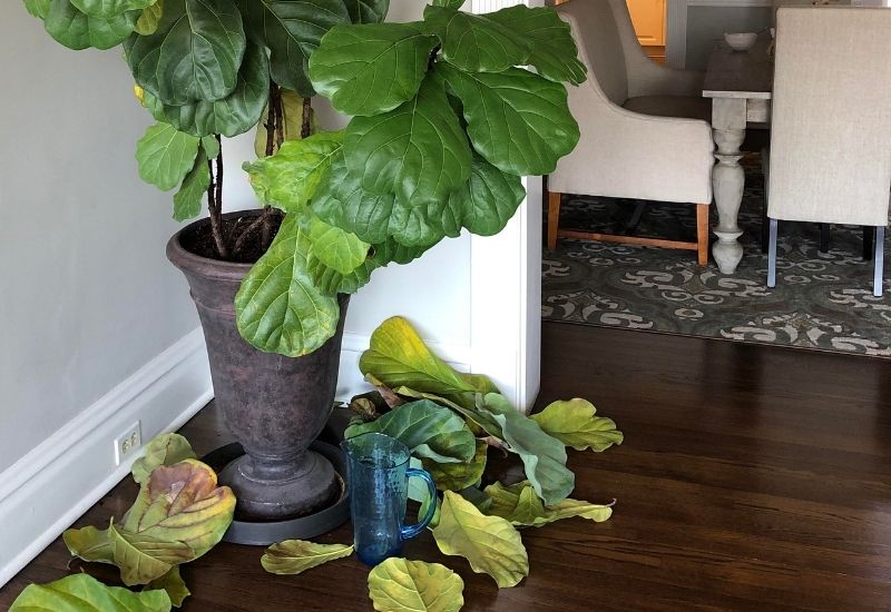 Fiddle Leaf Fig Dropping Leaves? Here's Why (And How to It)