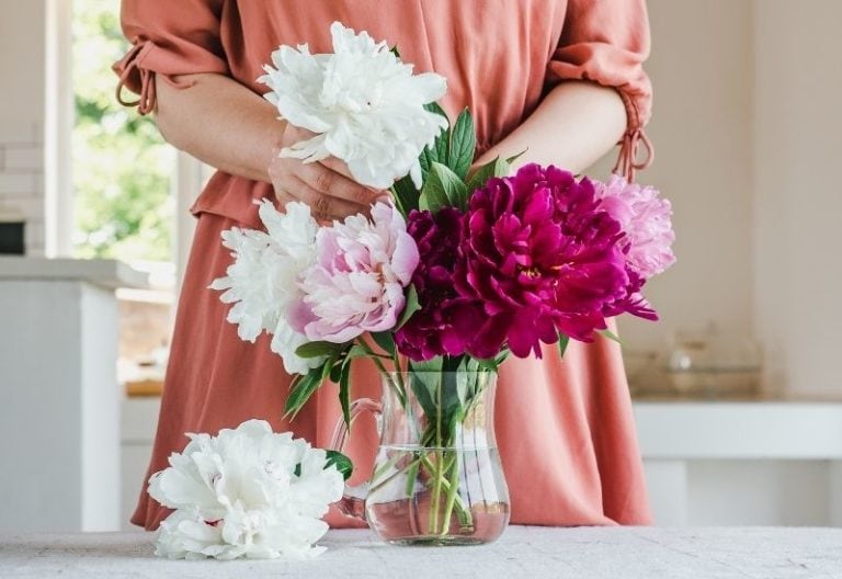 How To Get Ants Off Cut Peonies Before Bringing Them Inside 768x528 