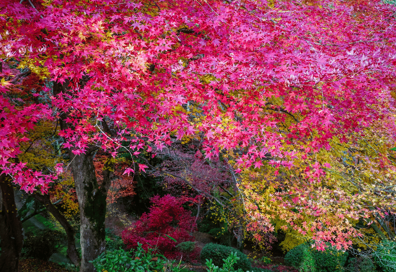 10 Gorgeous Trees With Red a Colorful Garden Year Round