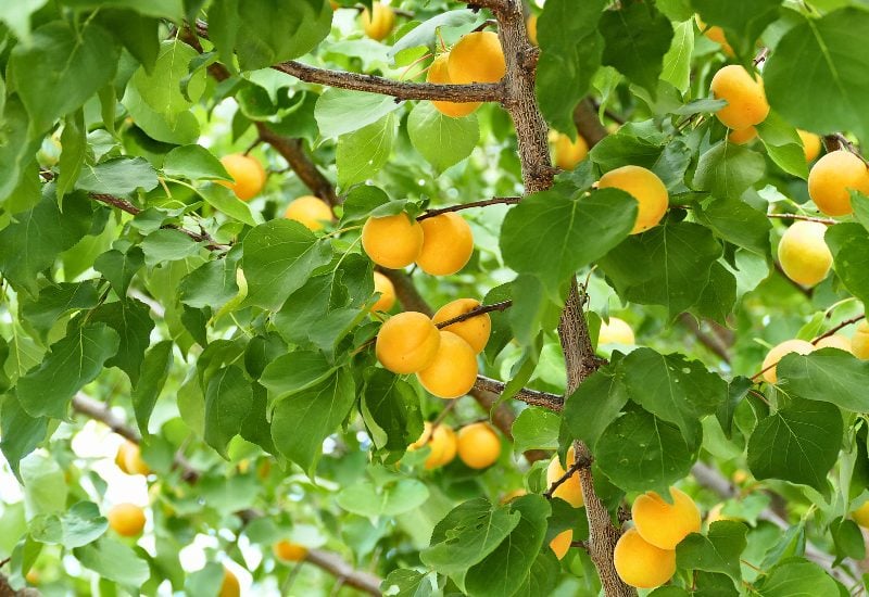 Apricot (Prunus armeniaca): 