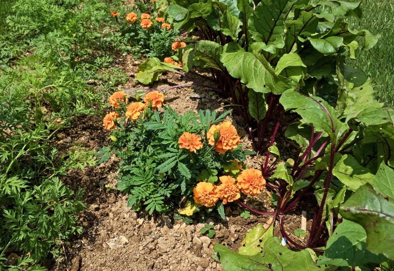 Pepper Companion Plant – Carrot Family (Daucaceae)– Carrot, Dill, & Cilantro