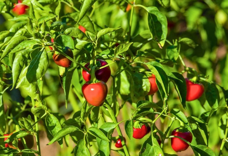 Pepper Companion Plant – Hot Cherry Peppers