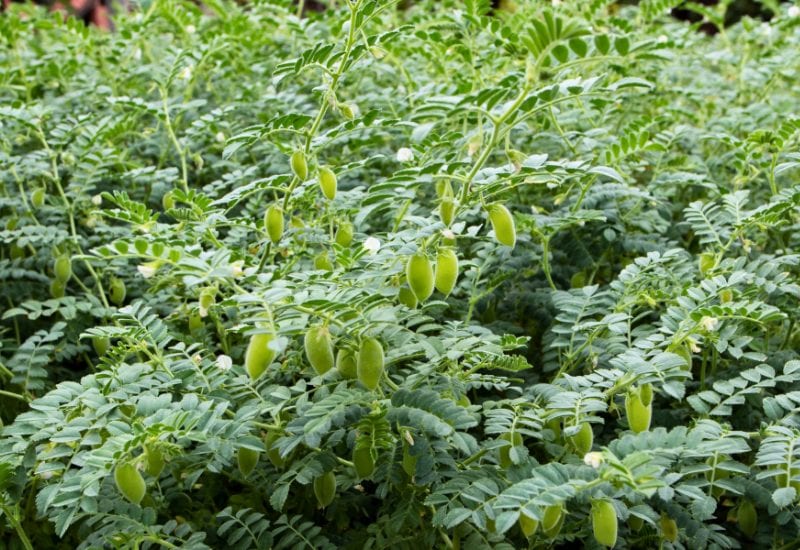 Pepper Companion Plant –  Legumes (Family: Fabaceae)