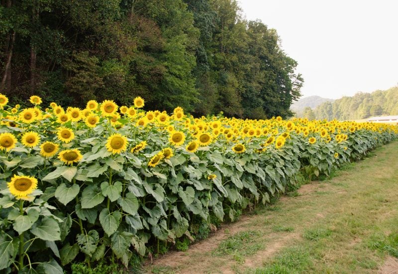 Pepper Companion Plant – Sunflowers