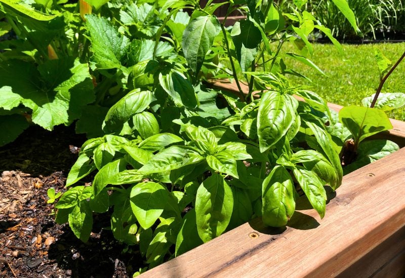 Pepper Companion Plant #2 – Basil