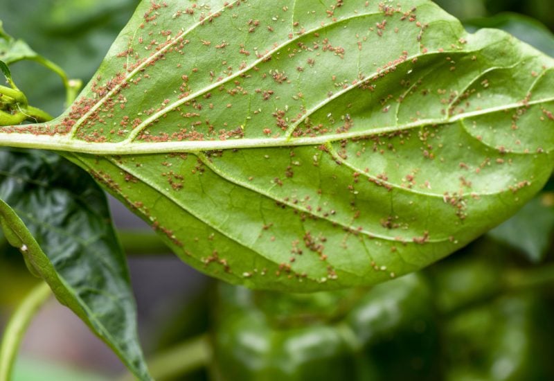 Pepper Companion Plants for Deterring Pests