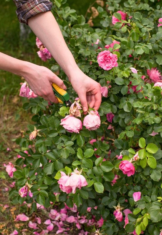 A Final Tip to Keep Your Climbing Roses Blooming
