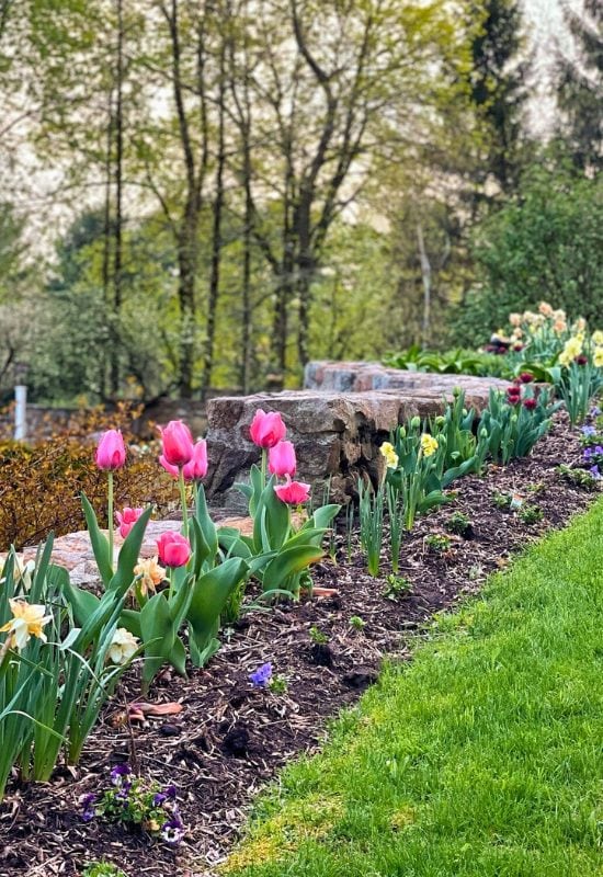 Fertilize Your Tulip Bulbs – Do’s and Don’ts