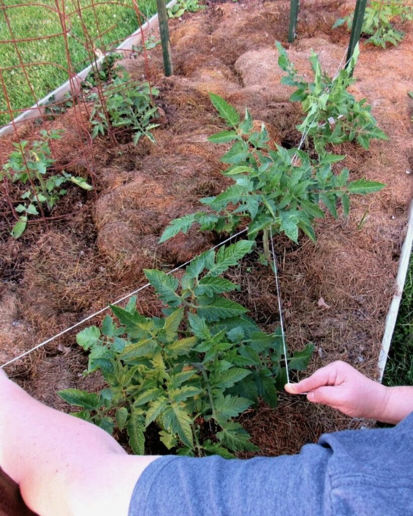 The Florida Weave Is the Perfect Trellising System for Your Tomato Plants 9