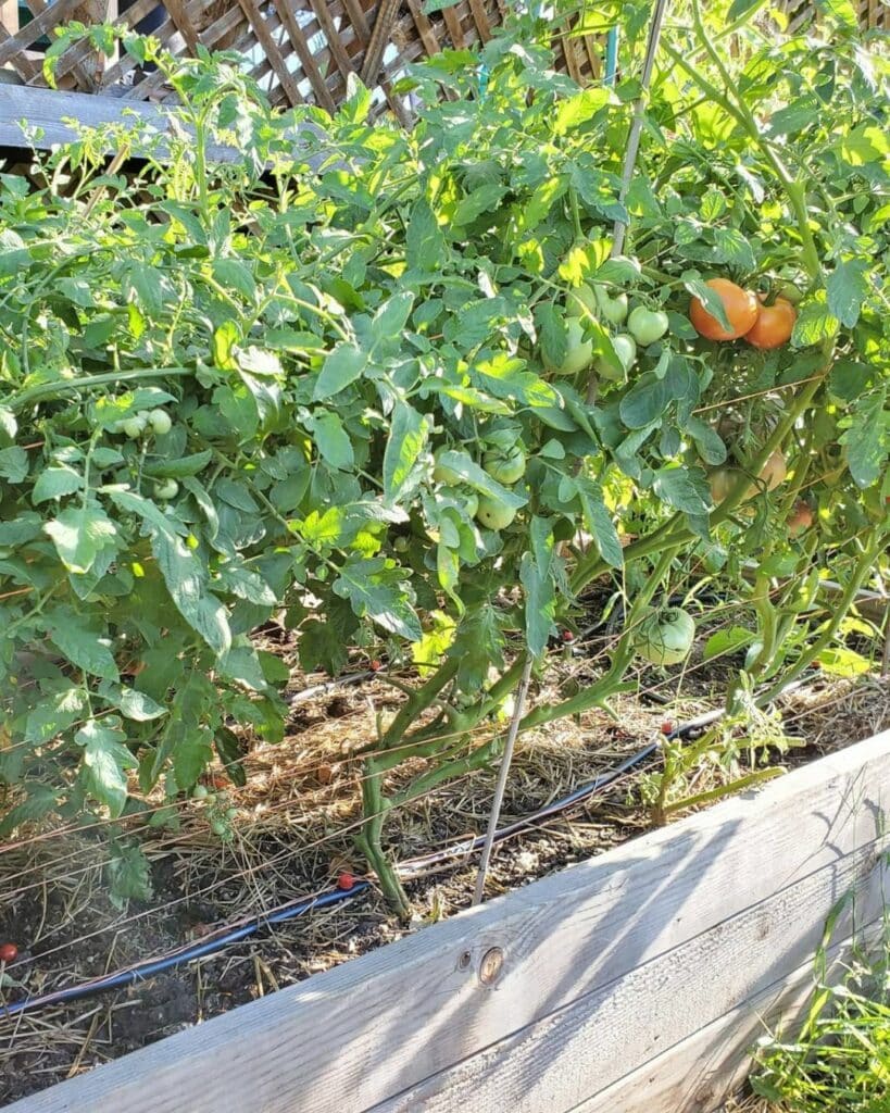 The Florida Weave Is the Perfect Trellising System for Your Tomato Plants 4