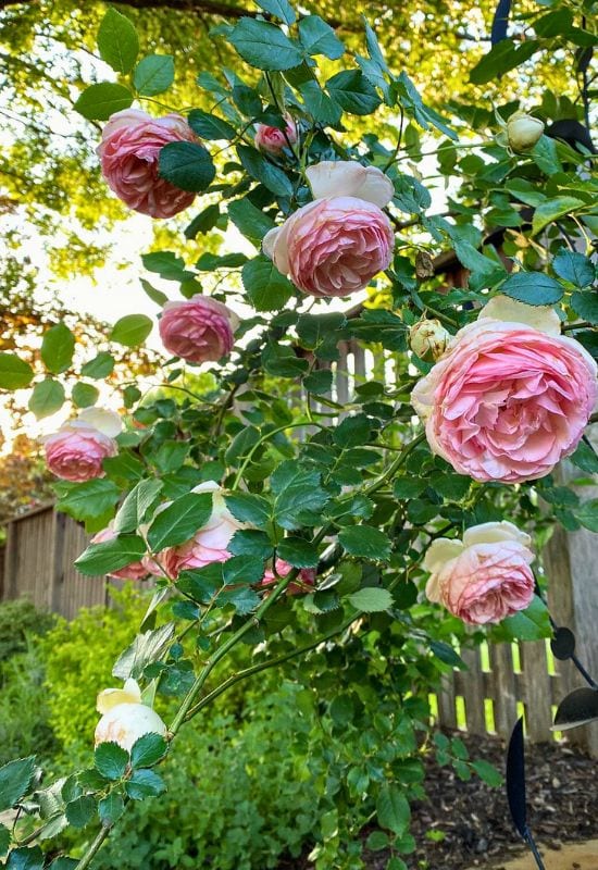 How Much Should You Feed Your Climbing Roses?