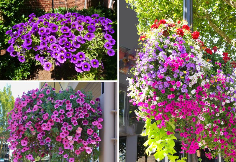 How to Keep Hanging Baskets Blooming All Summer – 4 Simple Secrets to Success!