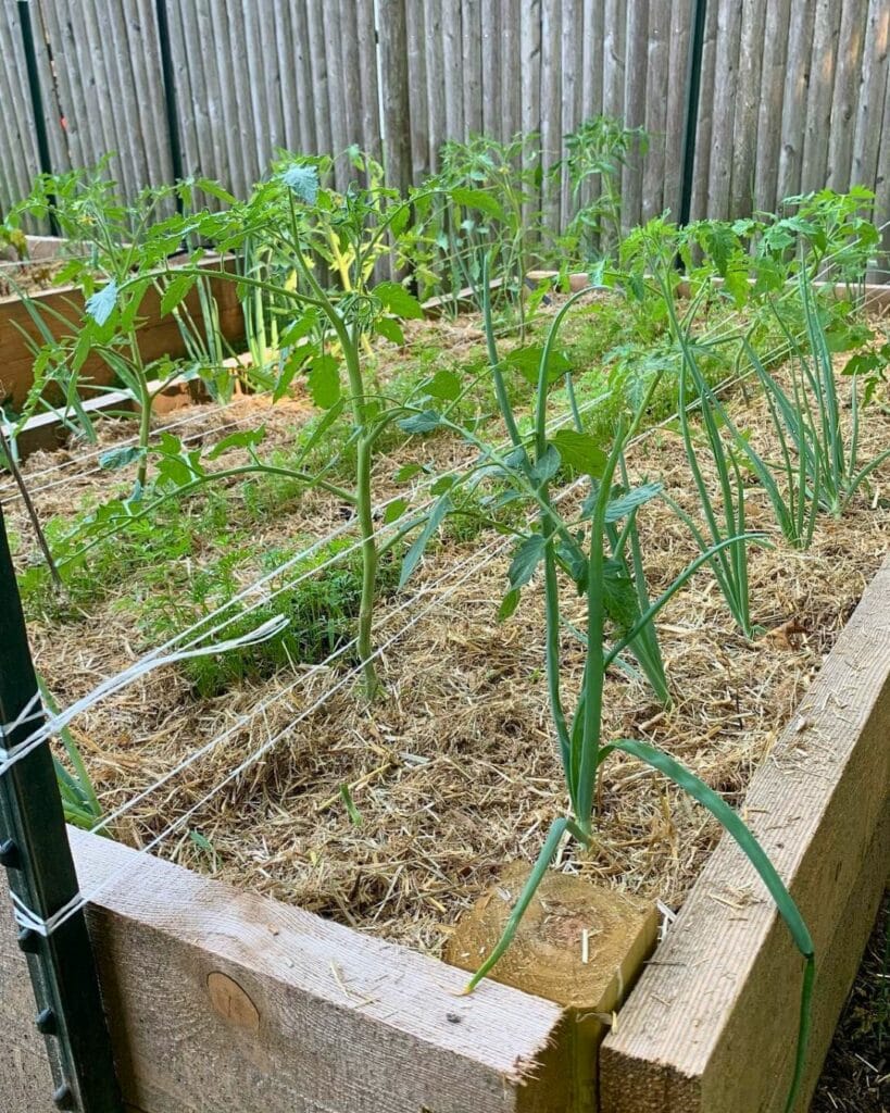 The Florida Weave Is the Perfect Trellising System for Your Tomato Plants 7