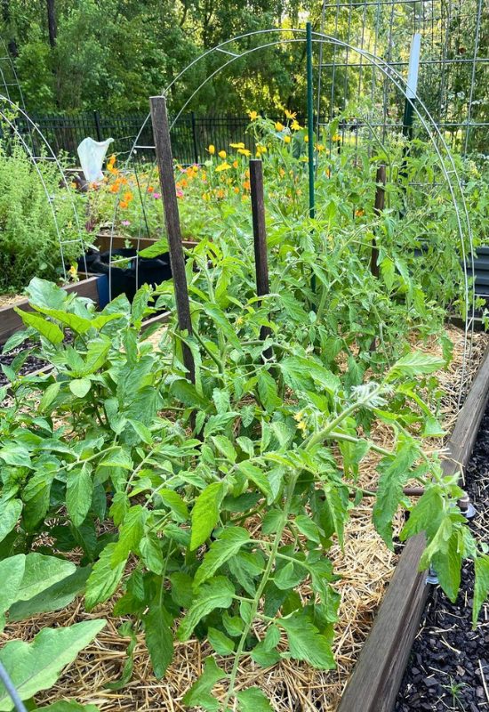 Planting Tomatoes Sideways vs. Bury Deeply – What's the Winning Technique? 1