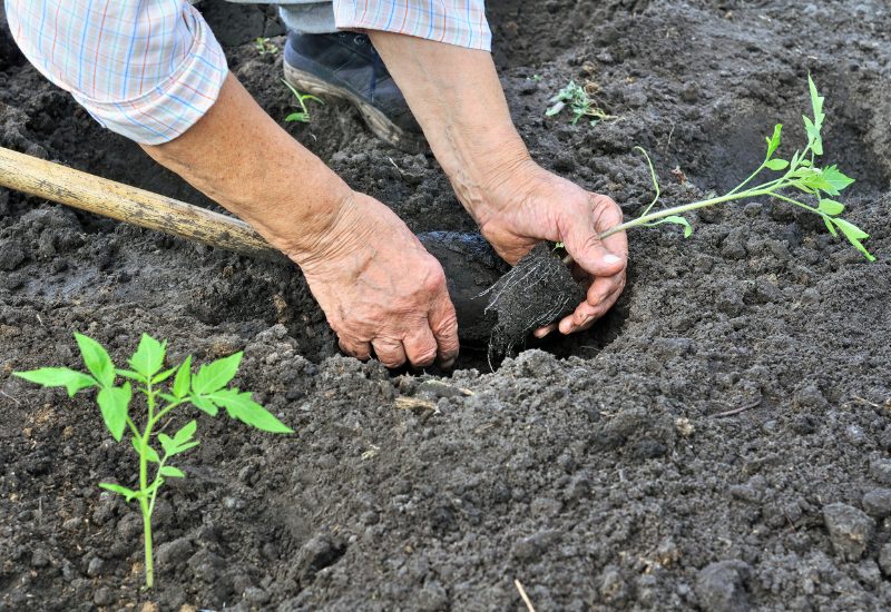How to Plant Tomato Seedlings Sideways