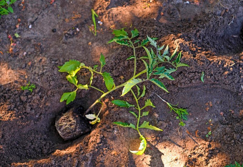 What Do We Mean by “Planting Tomatoes Sideways”?