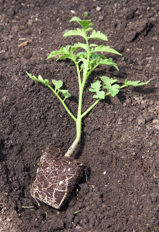 Sideways Planting Tomatoes Encourages More Root Growth