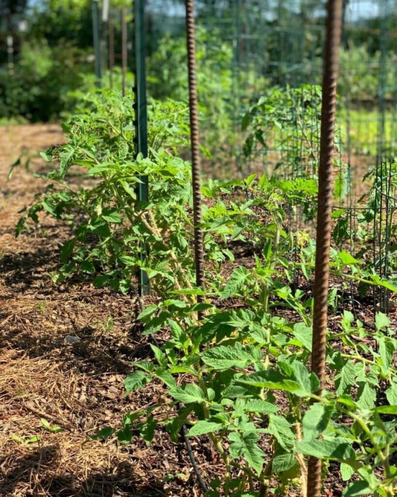 The Florida Weave Is the Perfect Trellising System for Your Tomato Plants 6