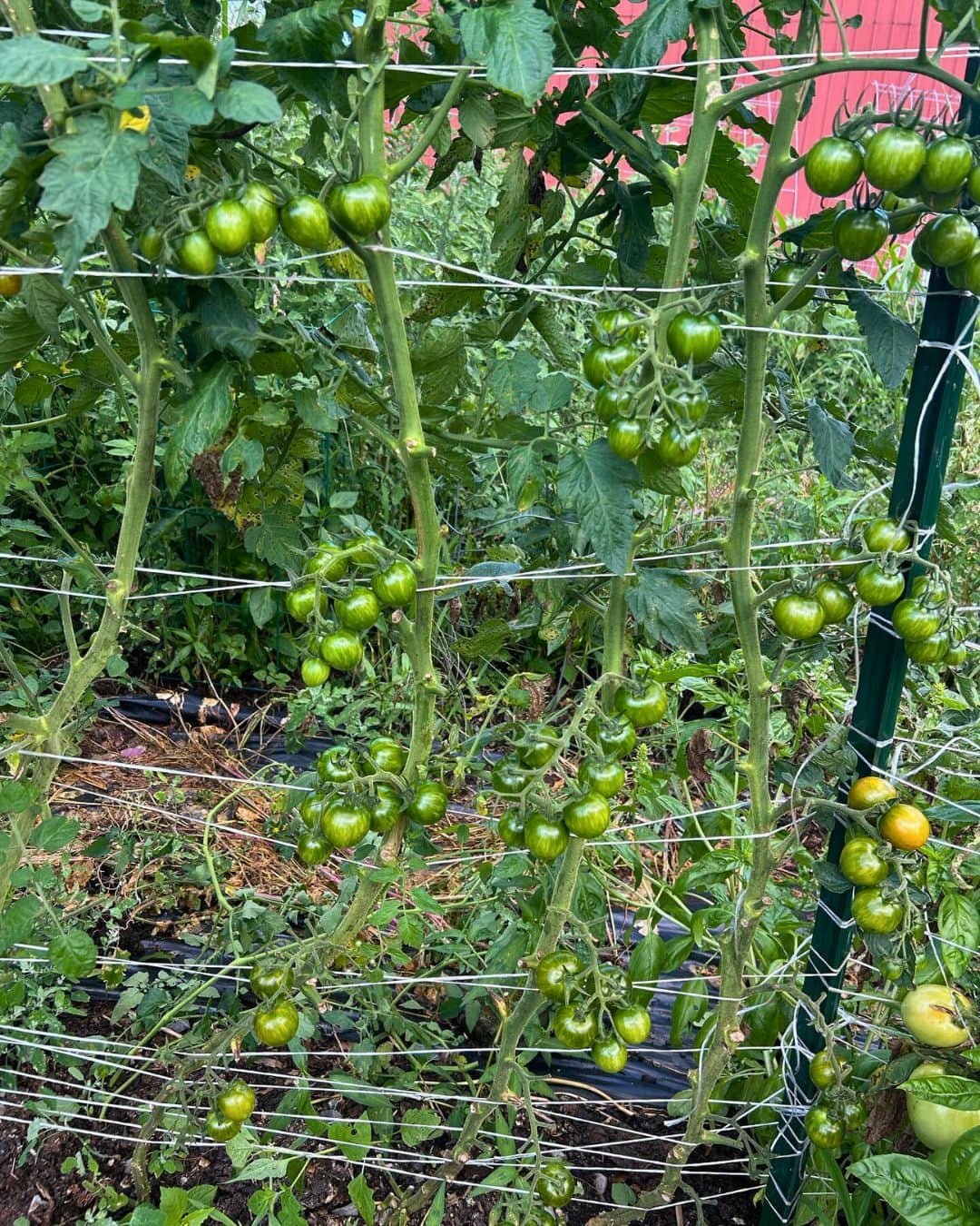 The Florida Weave Is the Perfect Trellising System for Your Tomato Plants 3
