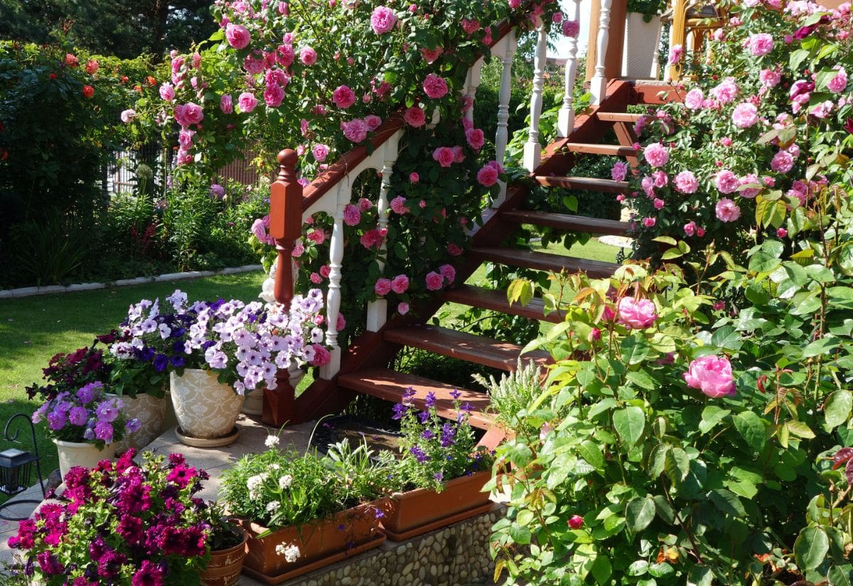 How To Fertilize Climbing Roses in Spring for Nonstop Blooms All Summer Long! 1