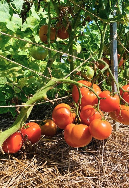 The Florida Weave Helps Your Tomatoes Ripen!