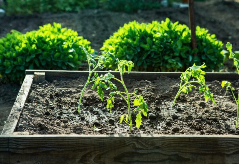 Sideways Planting Will Put Stress on Your Seedlings’ Stalks