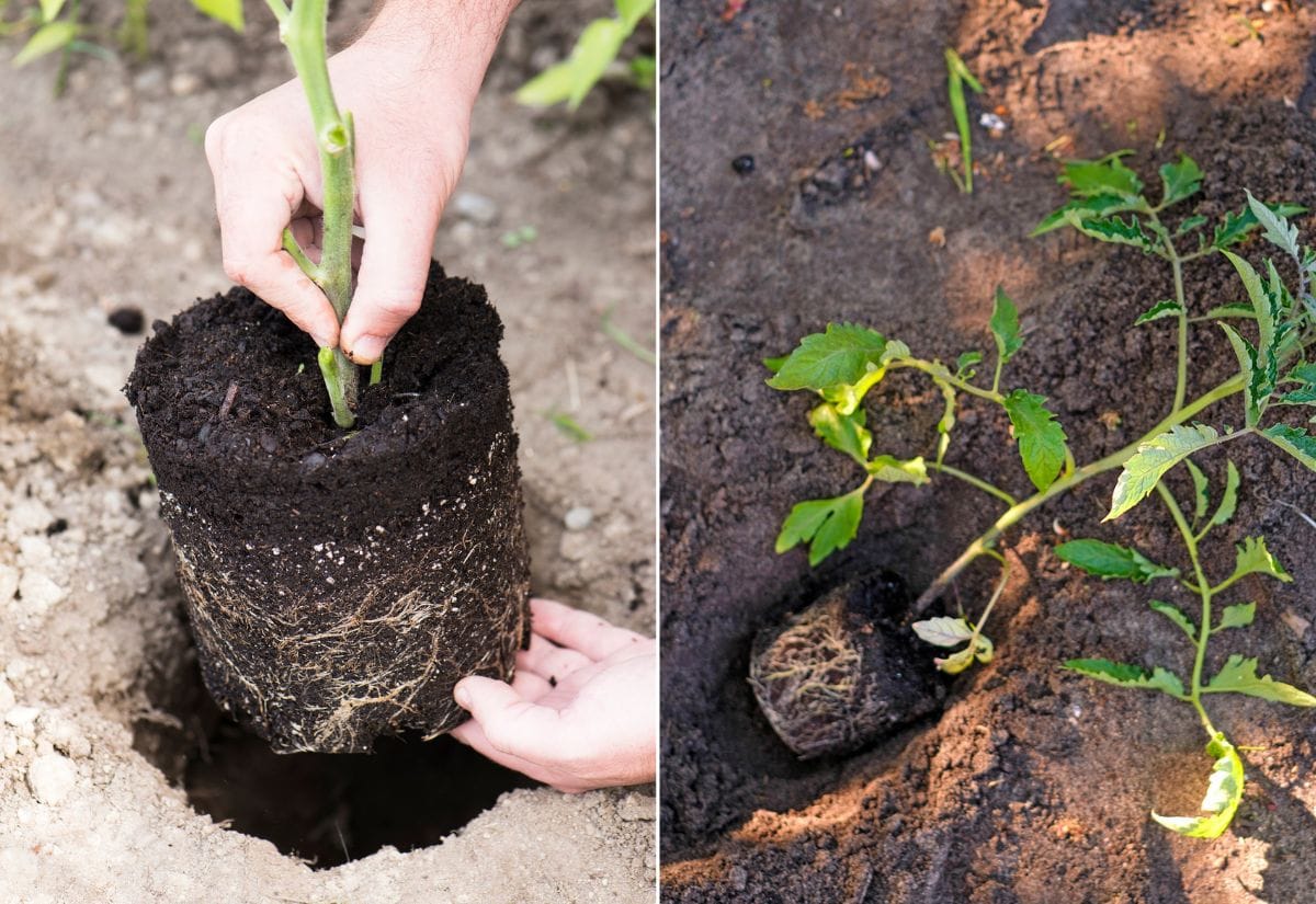 Planting Tomatoes Sideways vs. Bury Deeply